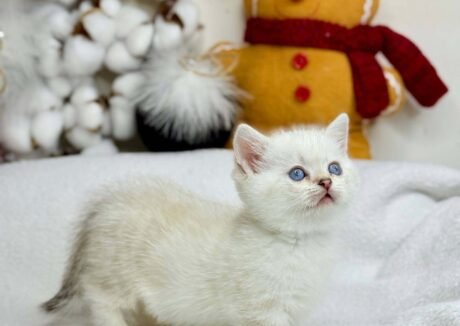 munchkin cat for sale uk