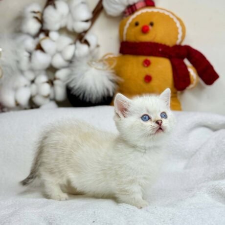 munchkin cat for sale uk
