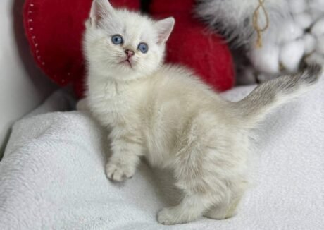 munchkin cat for sale uk