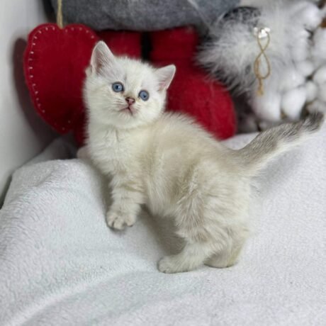 munchkin cat for sale uk