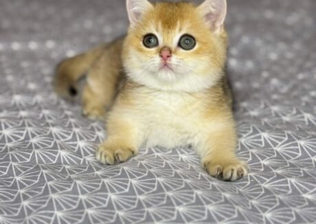 munchkin cat kittens for sale​