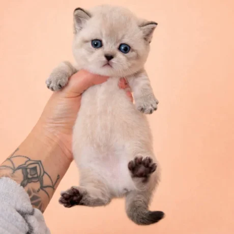 munchkin kitten for sale