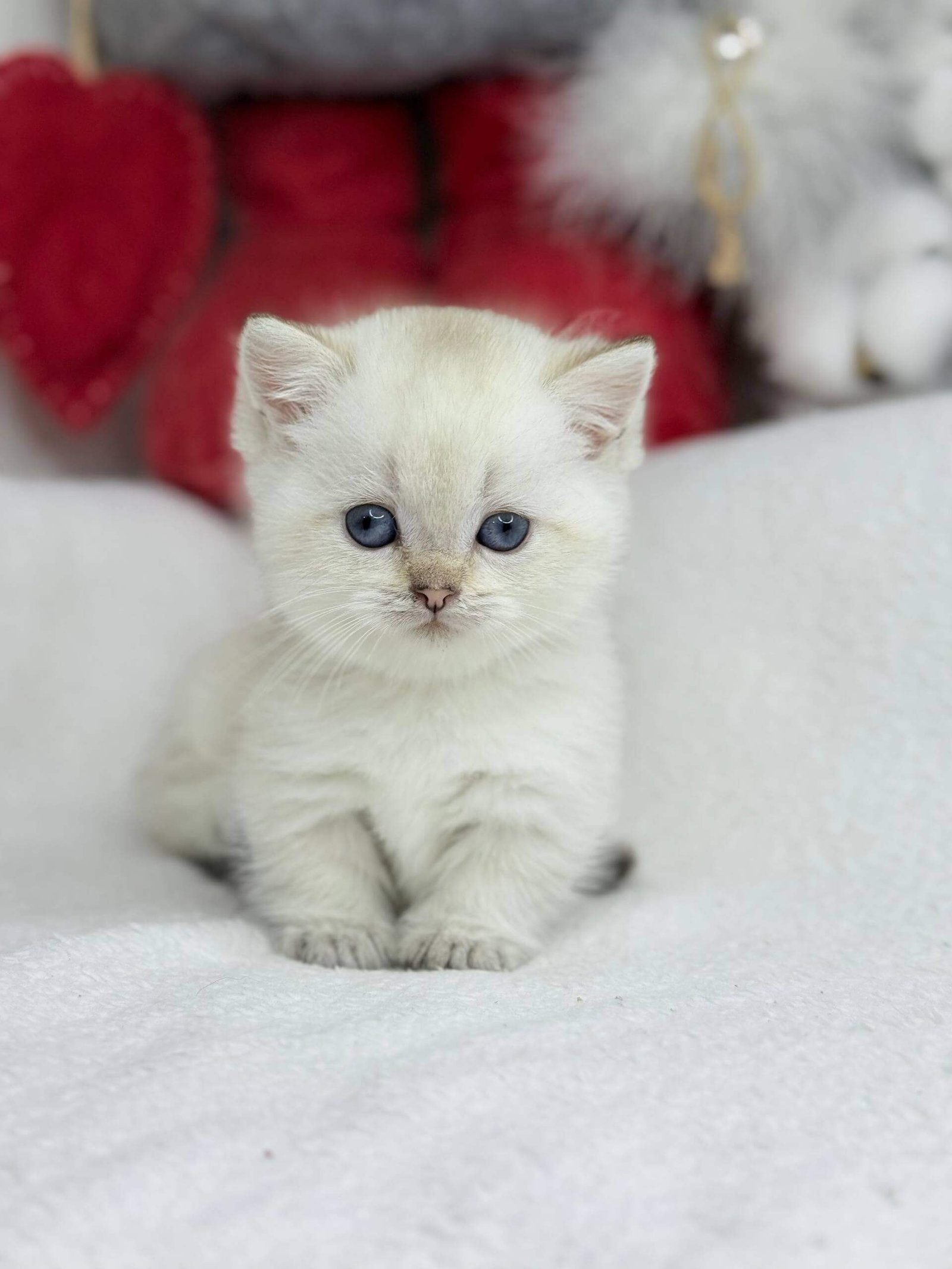 munchkin cat for sale near me