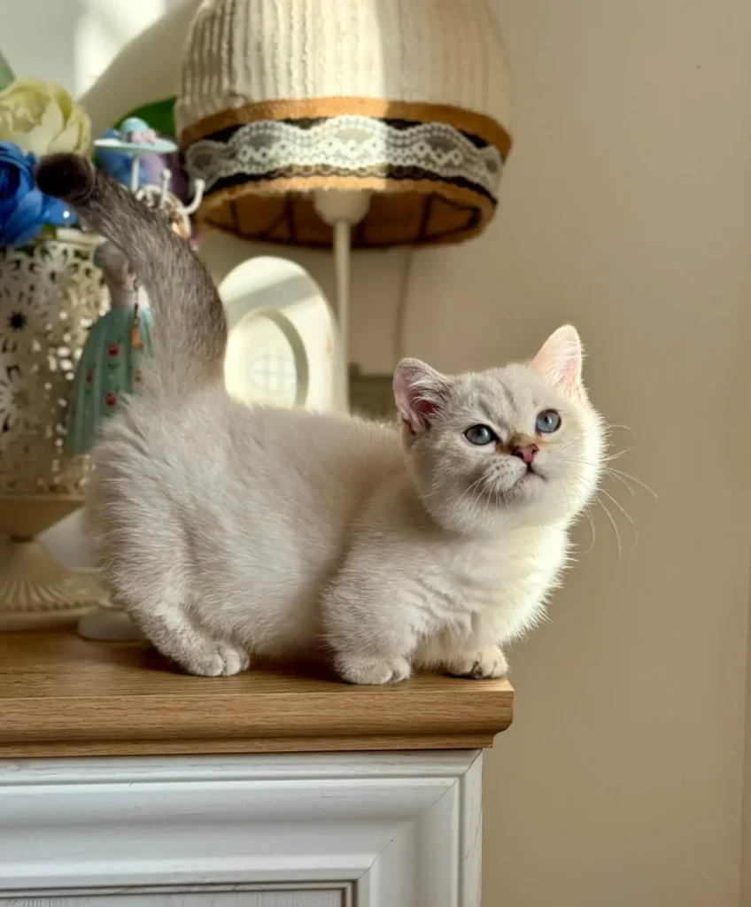Shar - Munchkin Male Kitten