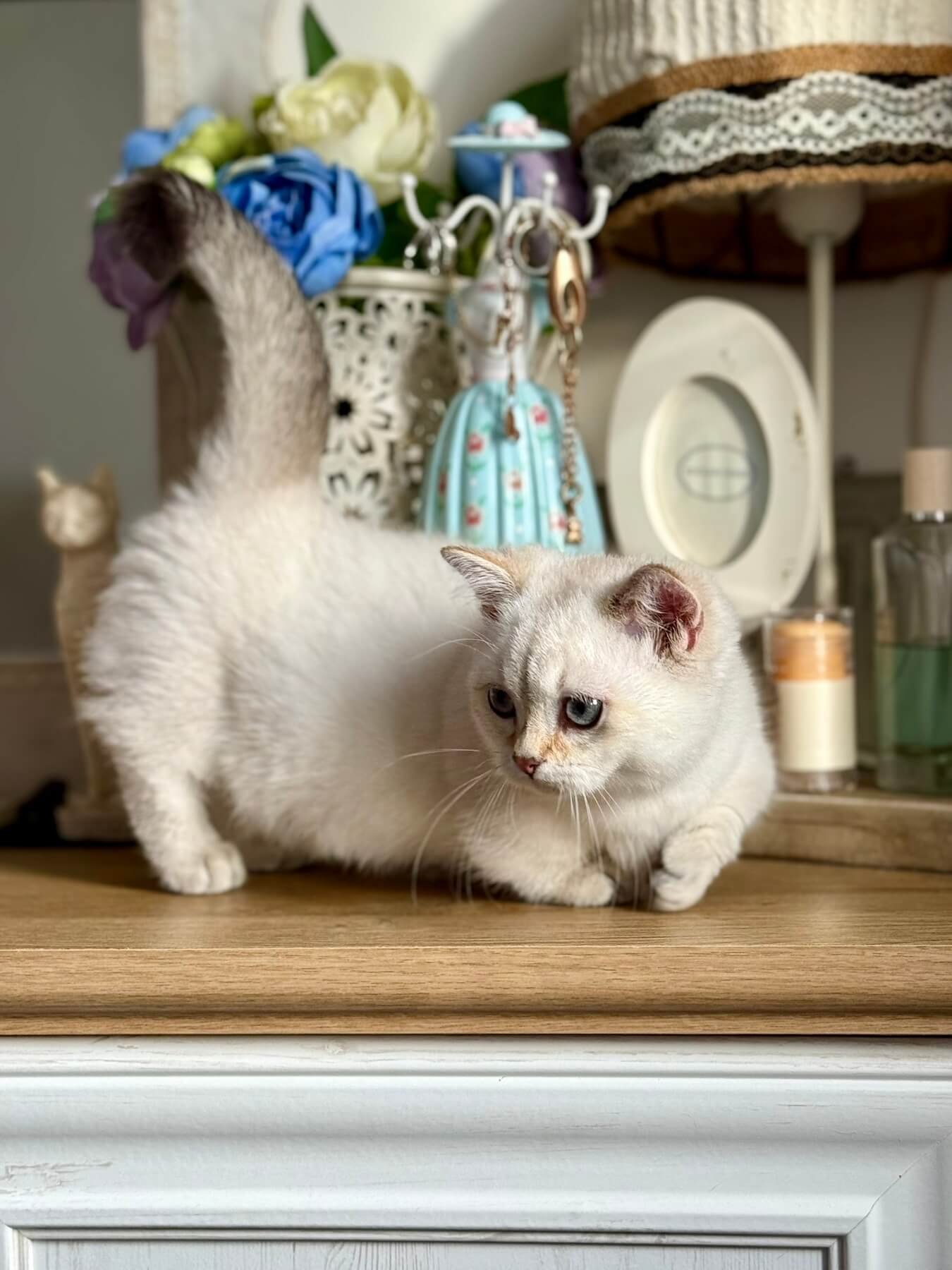 munchkin cat for sale near me