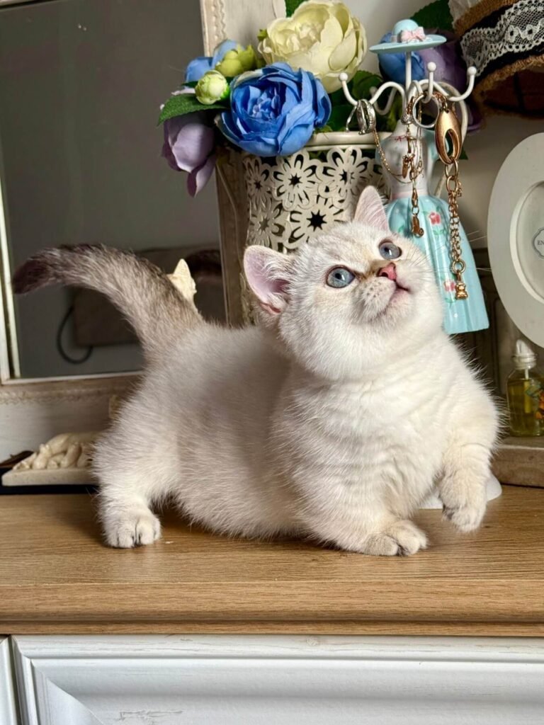 munchkin cat for sale near me