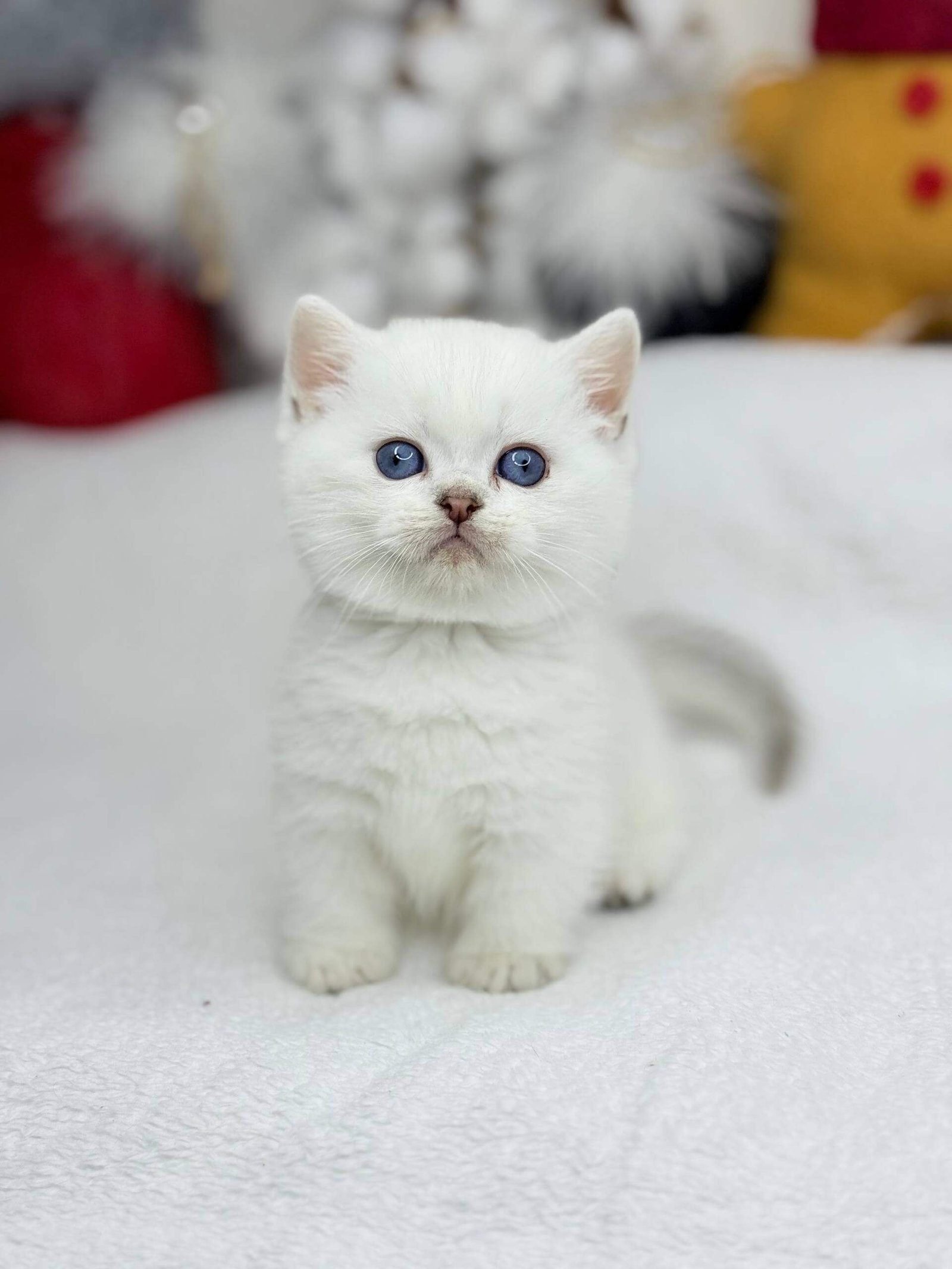 teacup munchkin kittens for sale