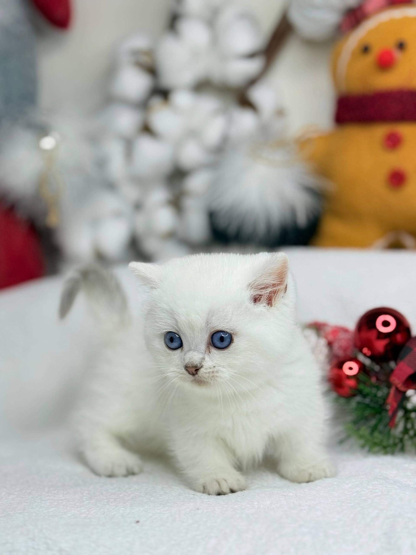 teacup munchkin kittens for sale