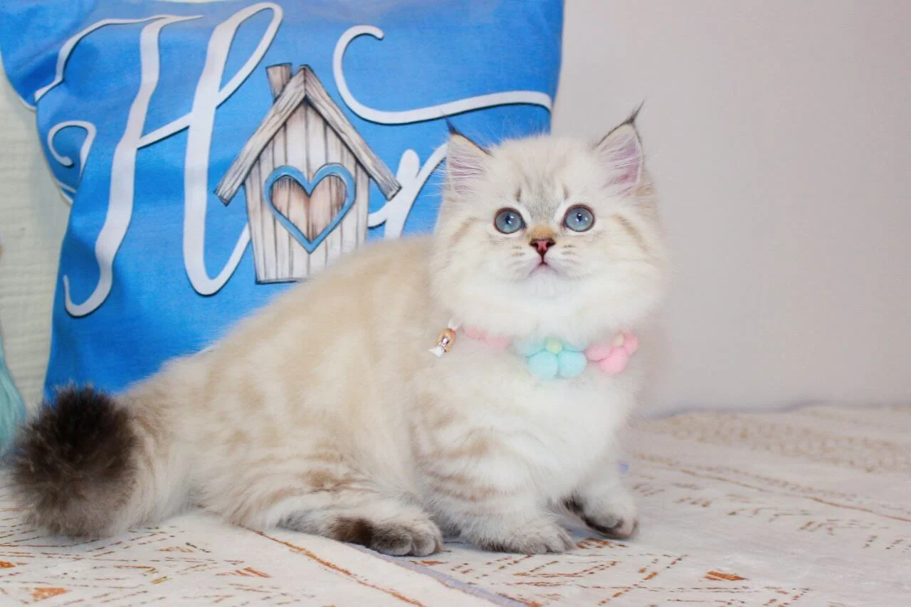 munchkin kitten for sale