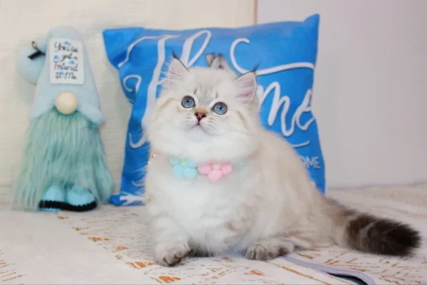 munchkin kitten for sale