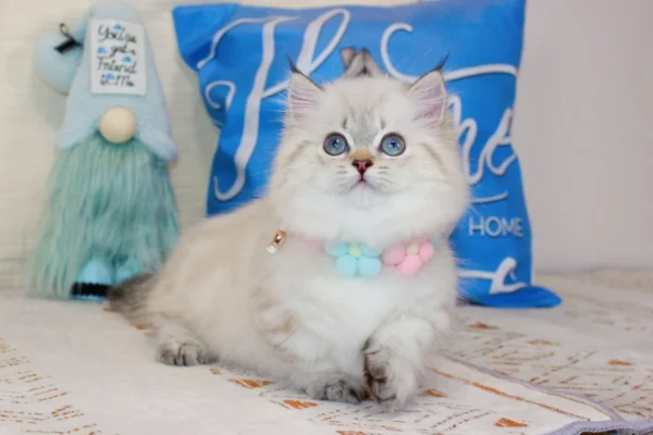 munchkin kitten for sale