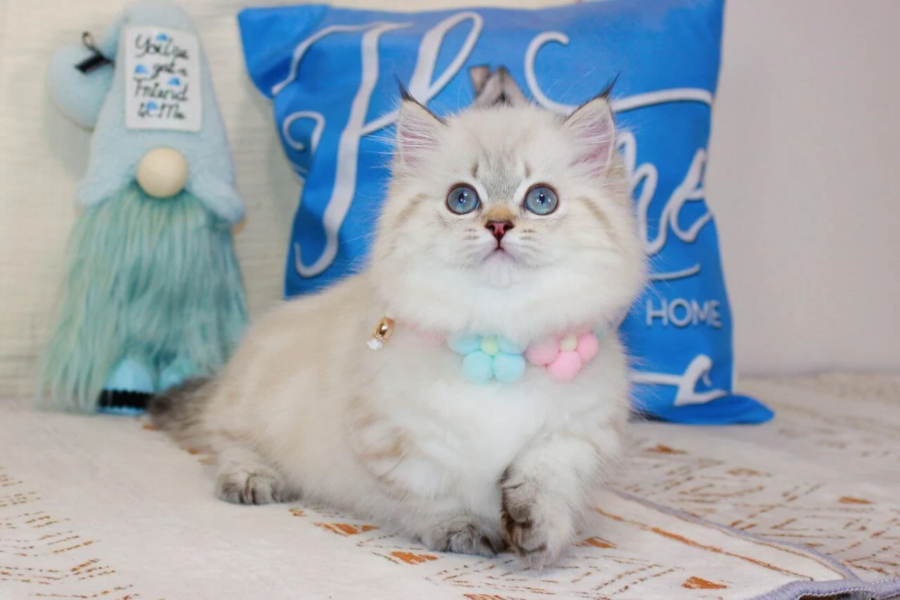 munchkin kitten for sale