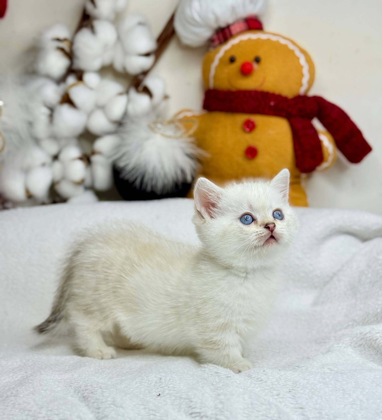 munchkin cat for sale uk