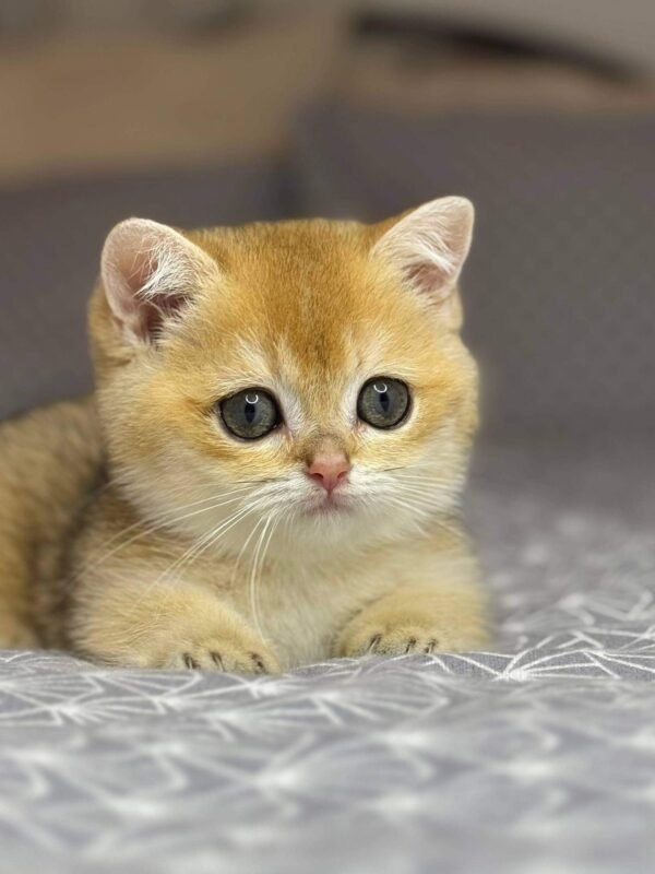 munchkin cat kittens for sale​