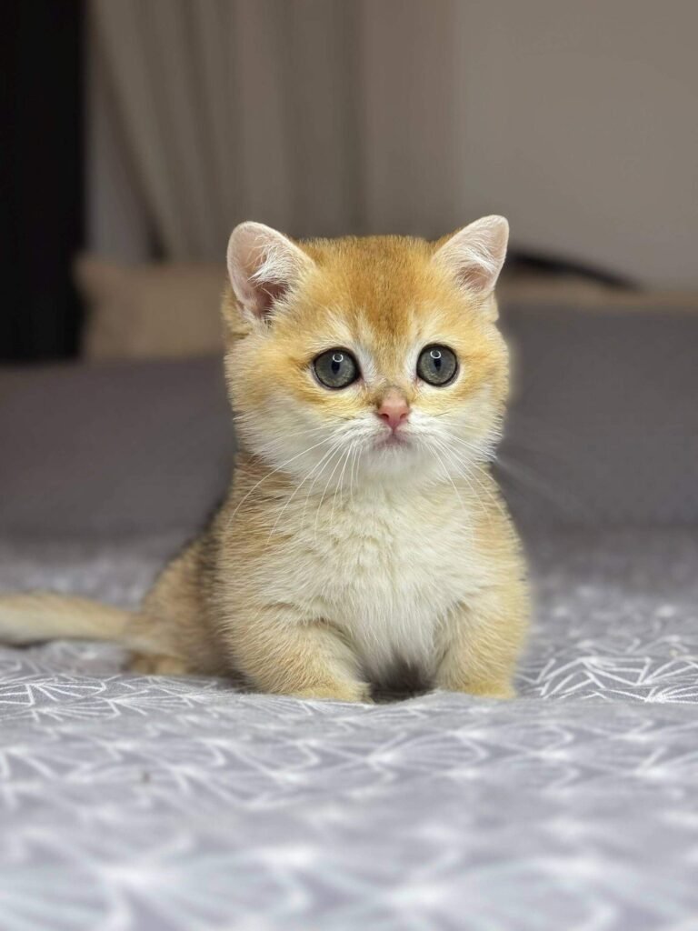 munchkin cat kittens for sale​