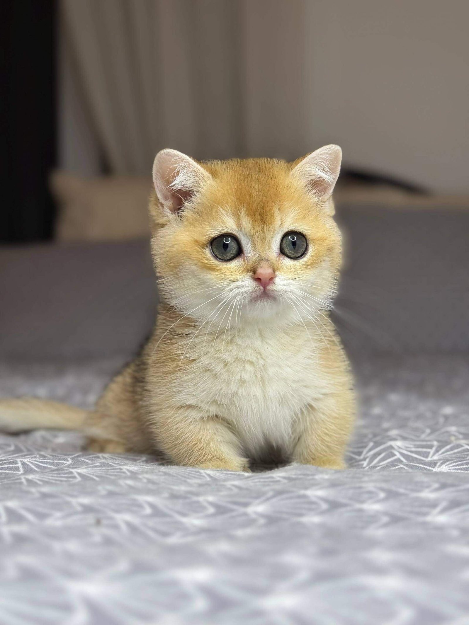 munchkin cat kittens for sale​