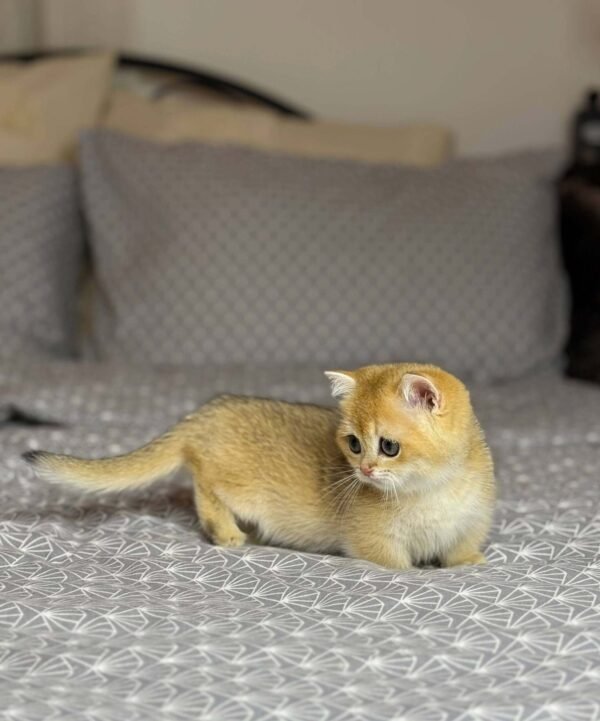 munchkin cat kittens for sale​