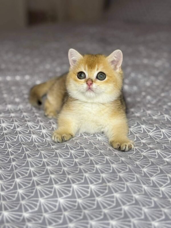 munchkin cat kittens for sale​