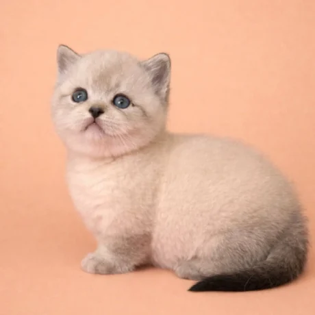 munchkin kitten for sale