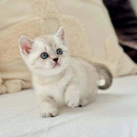 female munchkin cats for sale